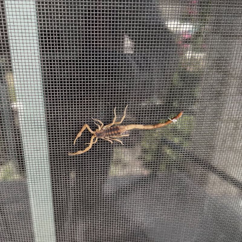 Extreme Heat Can Push Scorpions Indoors