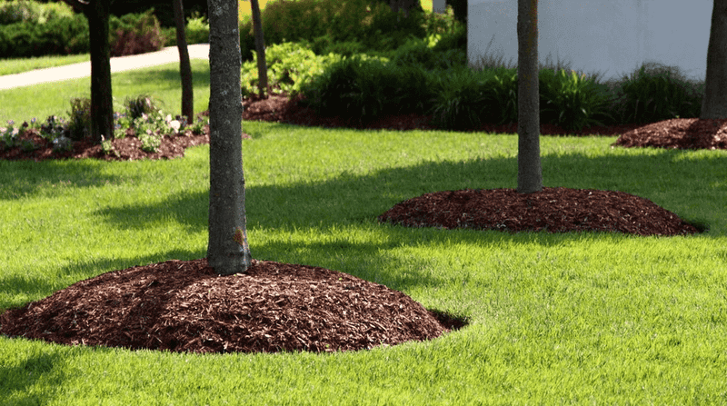 Extreme Heat Is Overwhelming The Roots' Water Supply
