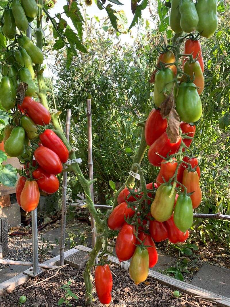 Extreme Heat Slows Flavor Development