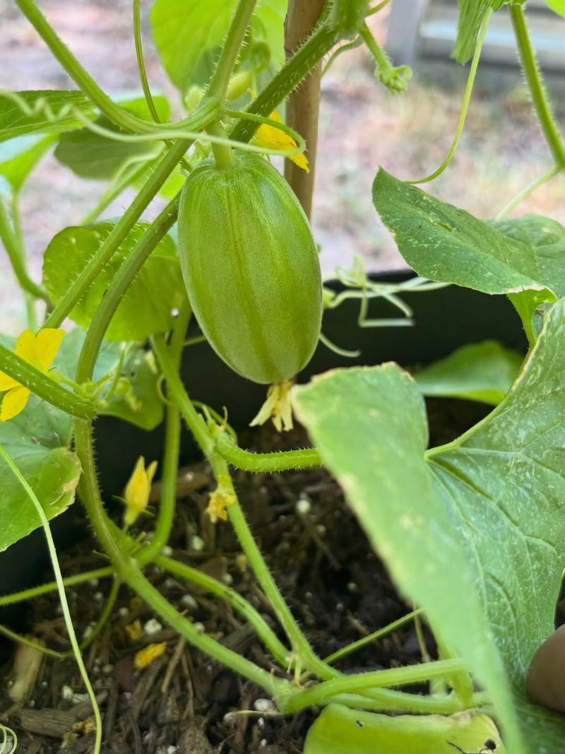 Extreme Texas Heat Disrupts Flower And Fruit Development