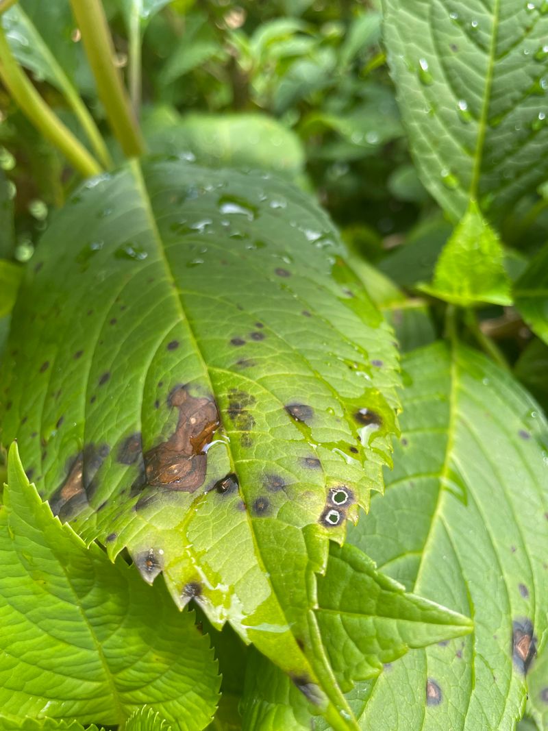 Facing High Humidity And Warm Temperatures Facing High Humidity And Warm Temperatures