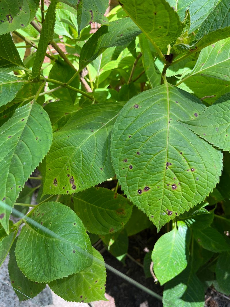 Facing Nutrient Deficiencies Facing Nutrient Deficiencies