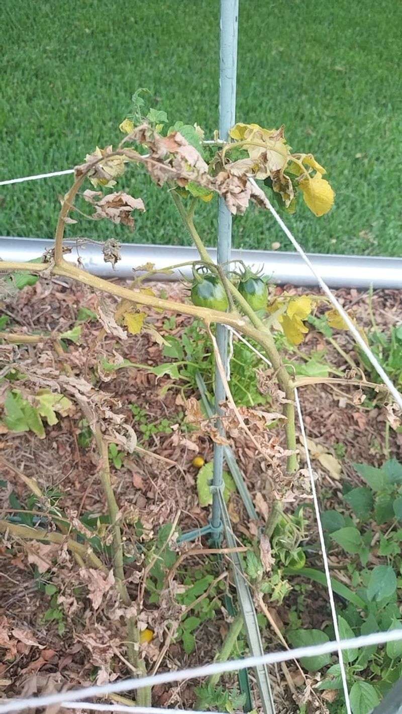 Failing Early Tomatoes Failing Early Tomatoes