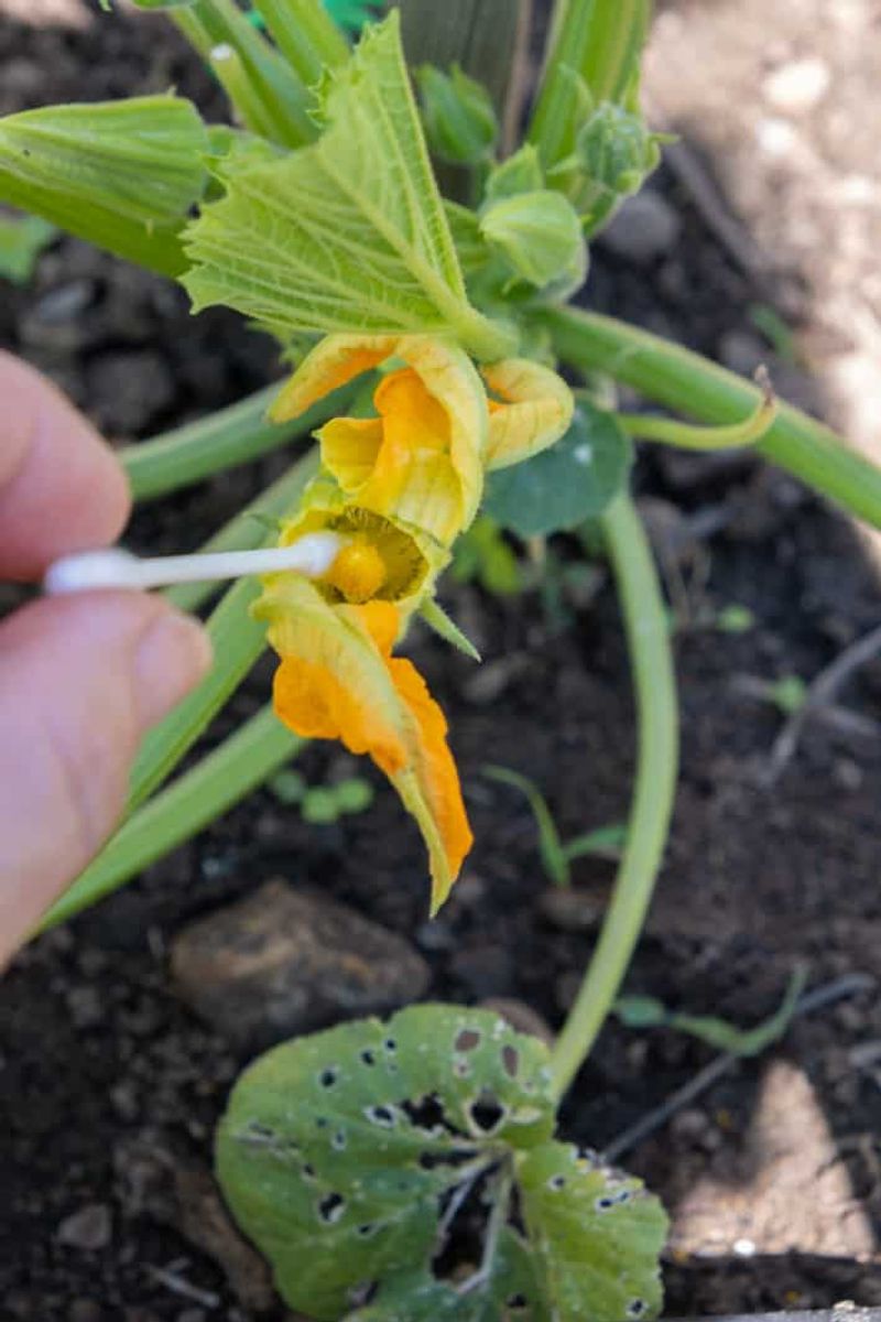 Failing To Provide Adequate Pollination Failing To Provide Adequate Pollination