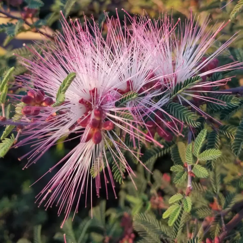 Fairy Duster Adds Color With Minimal Care