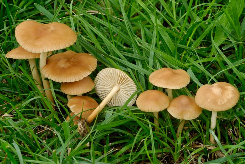 Fairy Ring Mushrooms Show Up In Lawns Fairy Ring Mushrooms Show Up In Lawns