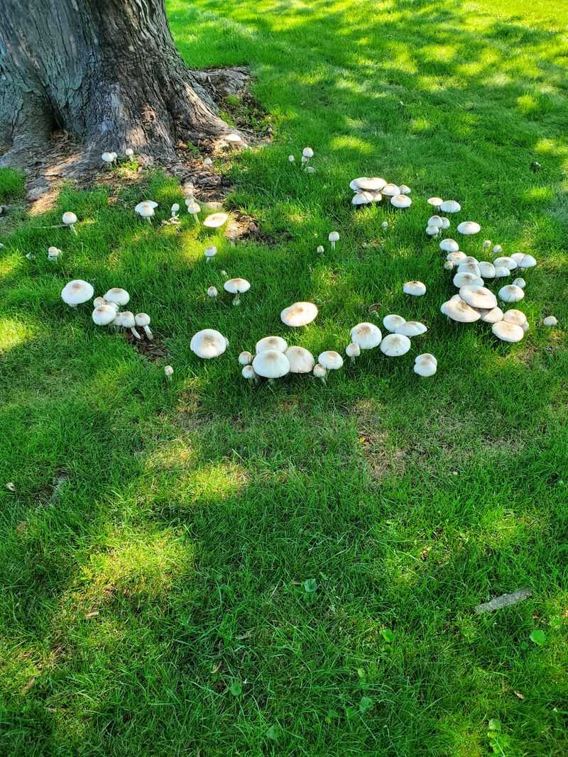 Fairy Rings Can Mark Fungal Growth Below Fairy Rings Can Mark Fungal Growth Below