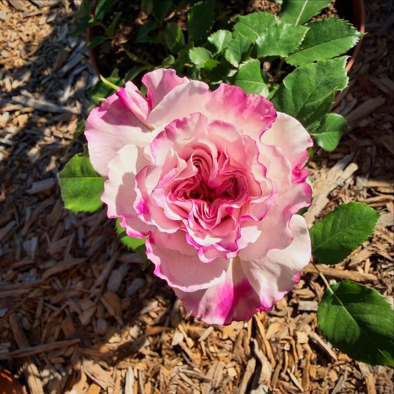 Fairy Rose Fairy Rose