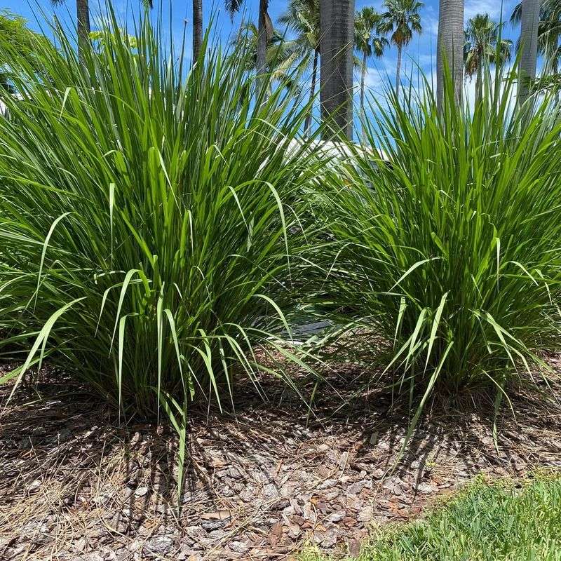 Fakahatchee Grass Builds Better Ground Cover Fakahatchee Grass Builds Better Ground Cover