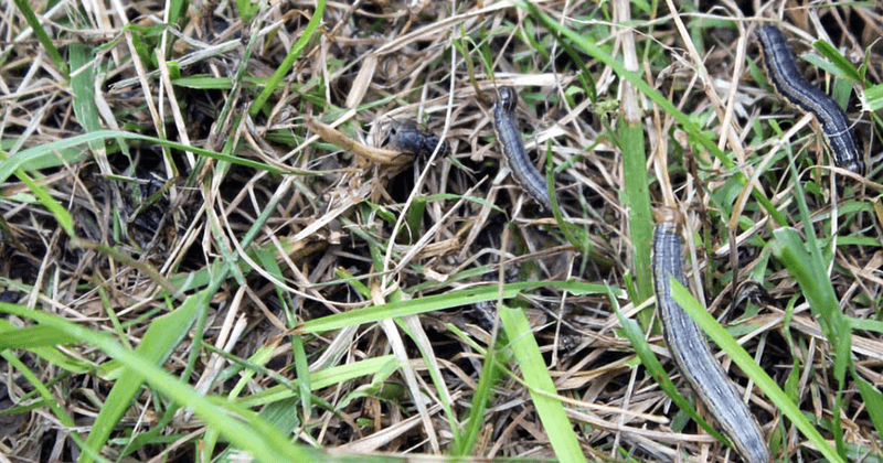 Fall Armyworms Leave Chewed Blades