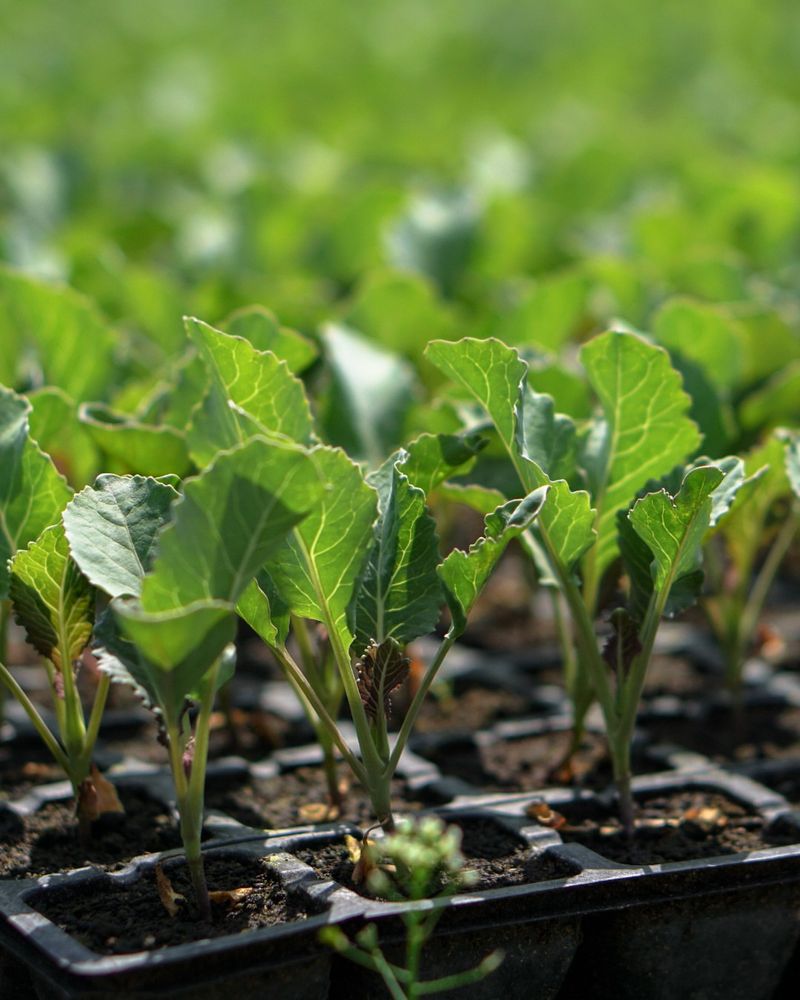 Fall Beds Need Spacing Plans