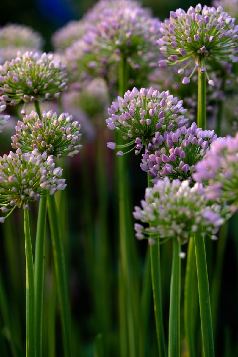Fall-Blooming Allium 