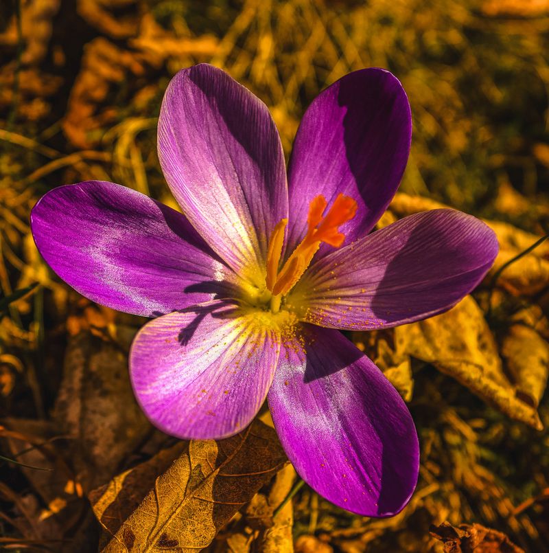 Fall-Blooming Crocus Fall-Blooming Crocus