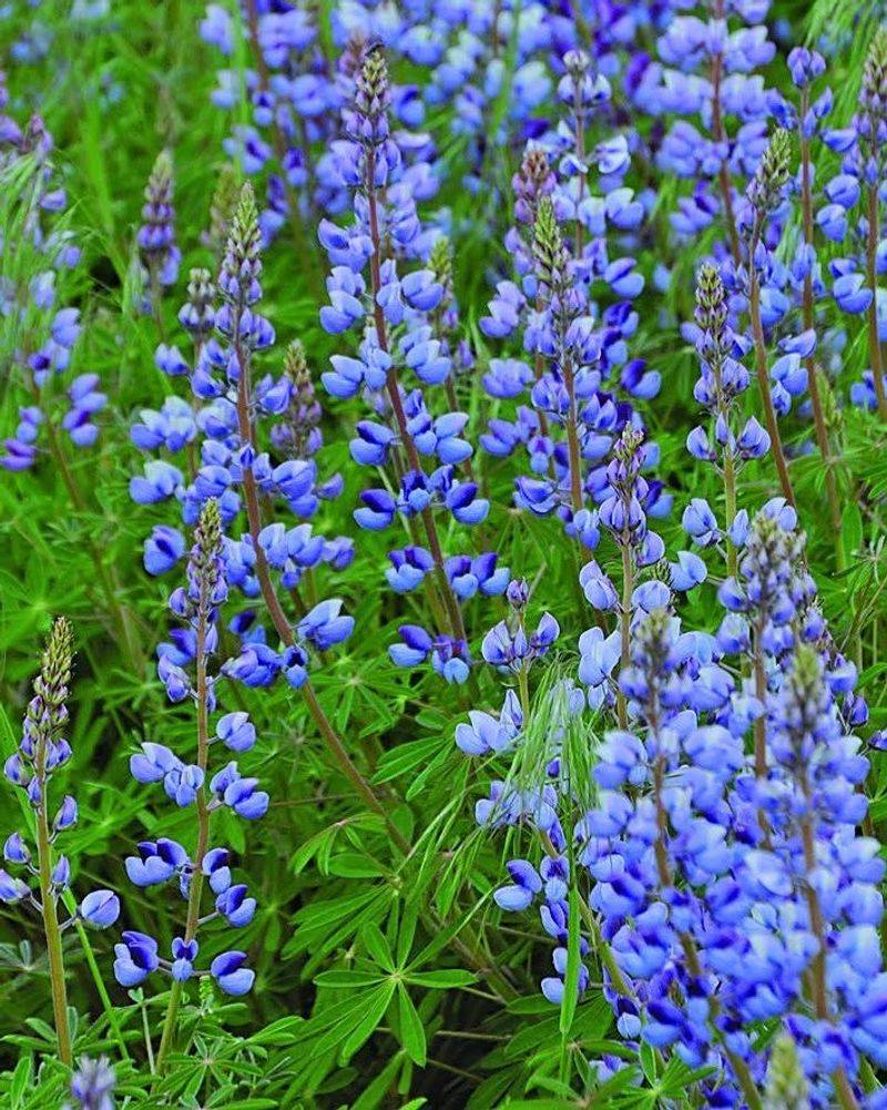 Fall Blooming Perennials Usually Need Water More Than Fertilizer Fall Blooming Perennials Usually Need Water More Than Fertilizer