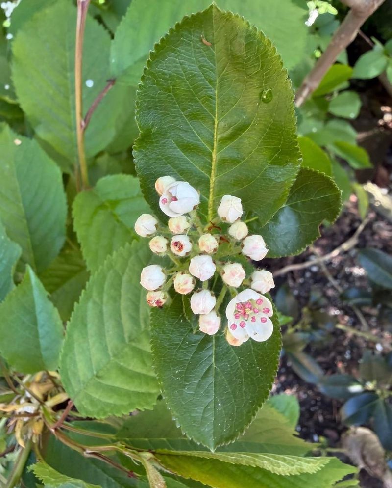 Fall Buds Still Matter