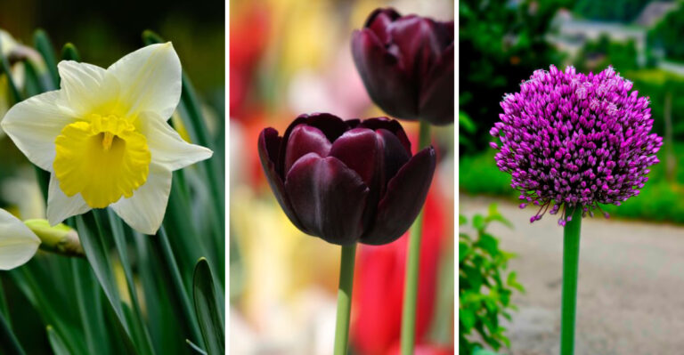 Fall Bulb Varieties Minnesota Gardeners Should Order Before They Sell Out