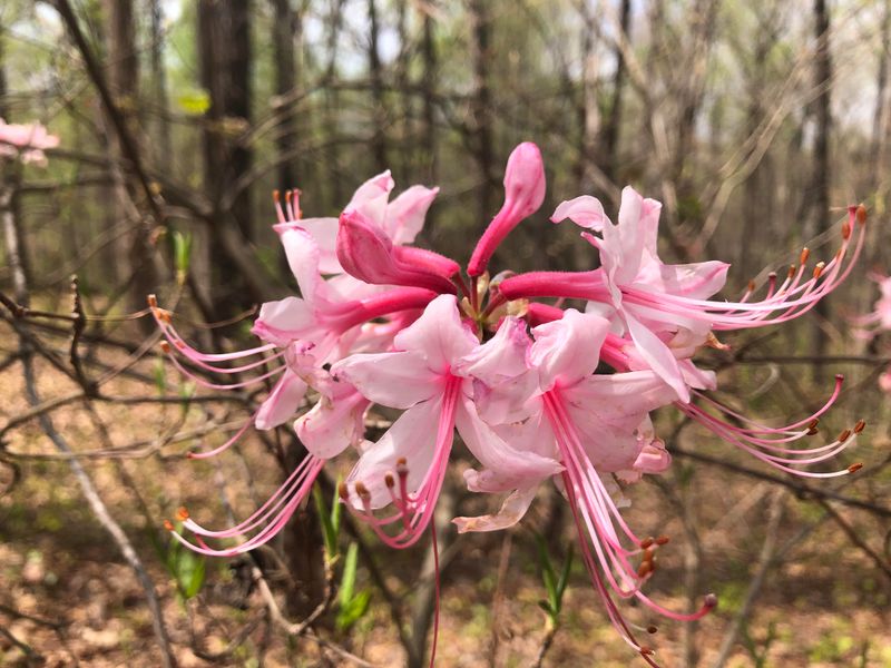 Fall Color Is More Common On Native Azaleas Fall Color Is More Common On Native Azaleas