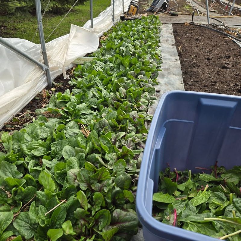Fall Conditions Can Support Better Leaf Quality Fall Conditions Can Support Better Leaf Quality