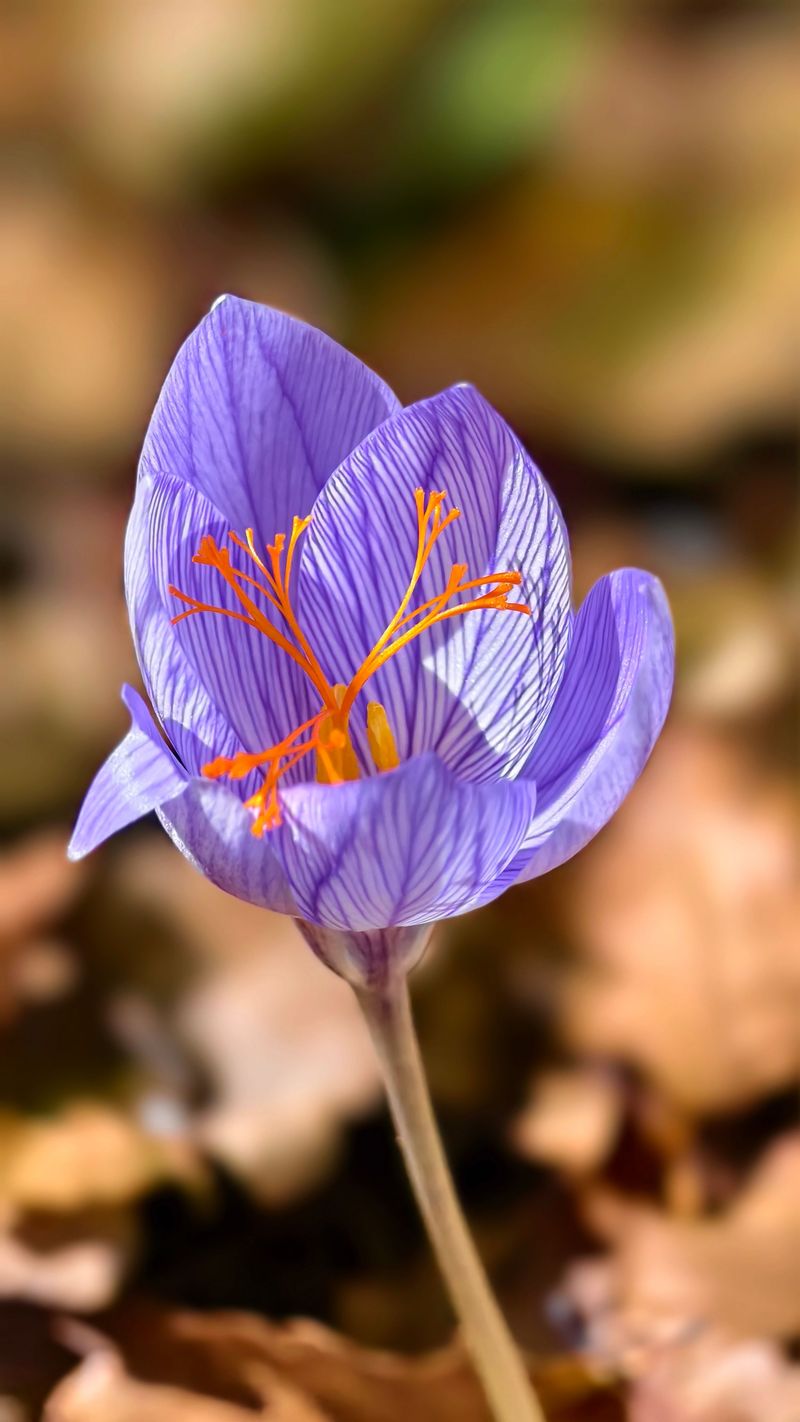 Fall Crocus 