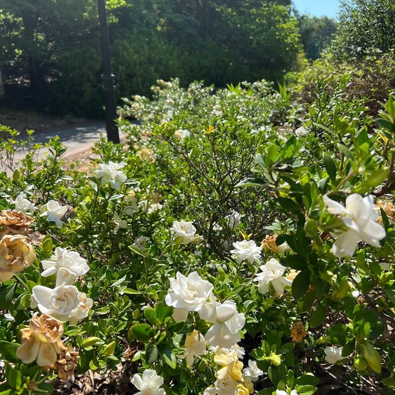 Fall Flowers Depend On More Than Summer Care Fall Flowers Depend On More Than Summer Care