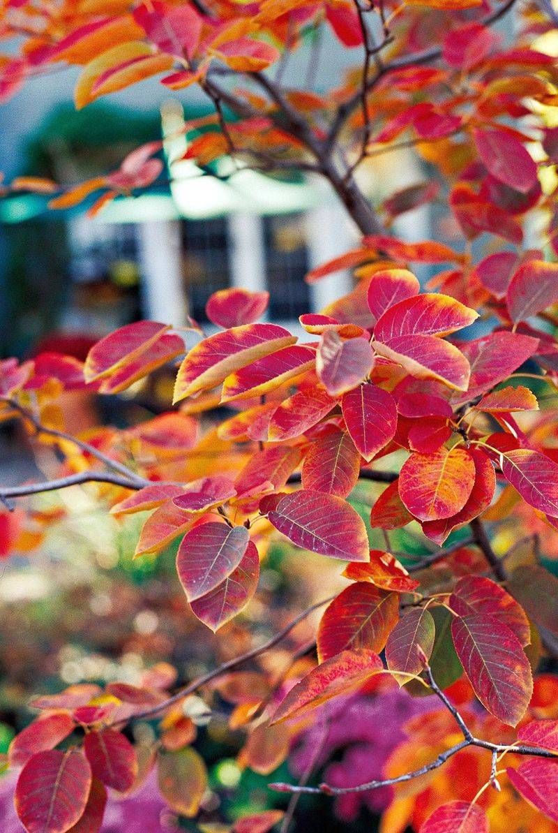 Fall Foliage Extends The Ornamental Display Fall Foliage Extends The Ornamental Display