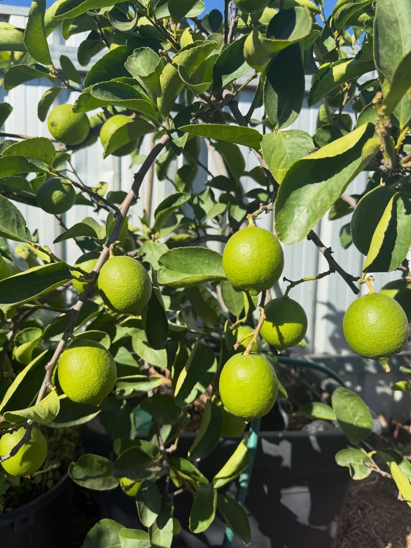 Fall Fruit Is Sizing Up Now Fall Fruit Is Sizing Up Now