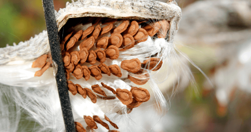 Fall Is the Easiest Seed-Sowing Window