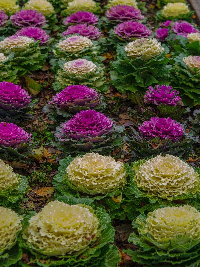 Fall Planting Gets Harder Once Perennials Fade Fall Planting Gets Harder Once Perennials Fade