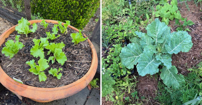 Fall Seeds To Start Indoors This Week For A Strong Arizona Harvest