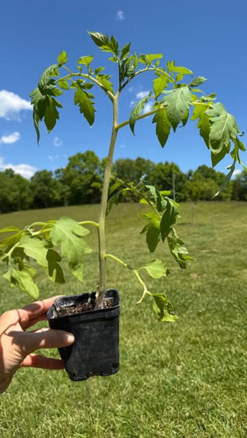 Fall Tomatoes Need A Long Head Start Before The First Freeze