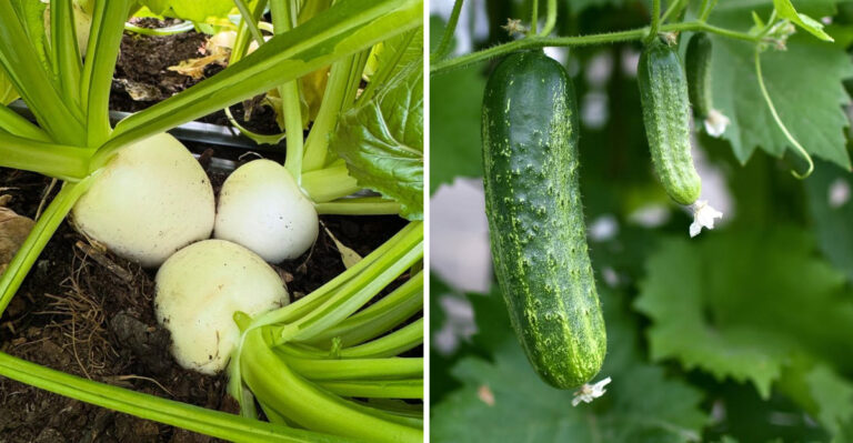 Fall Vegetables To Start Seeding In July For A Strong Autumn Harvest In Arizona