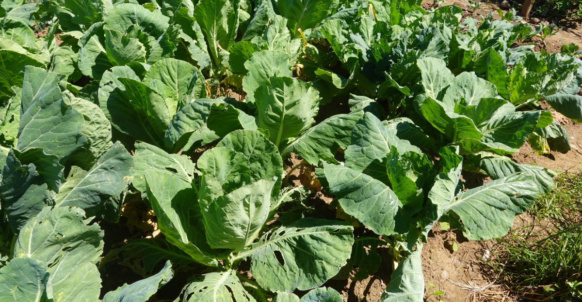 collards
