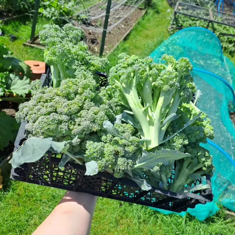 Fall Weather Helps Broccoli Form Better Heads Fall Weather Helps Broccoli Form Better Heads