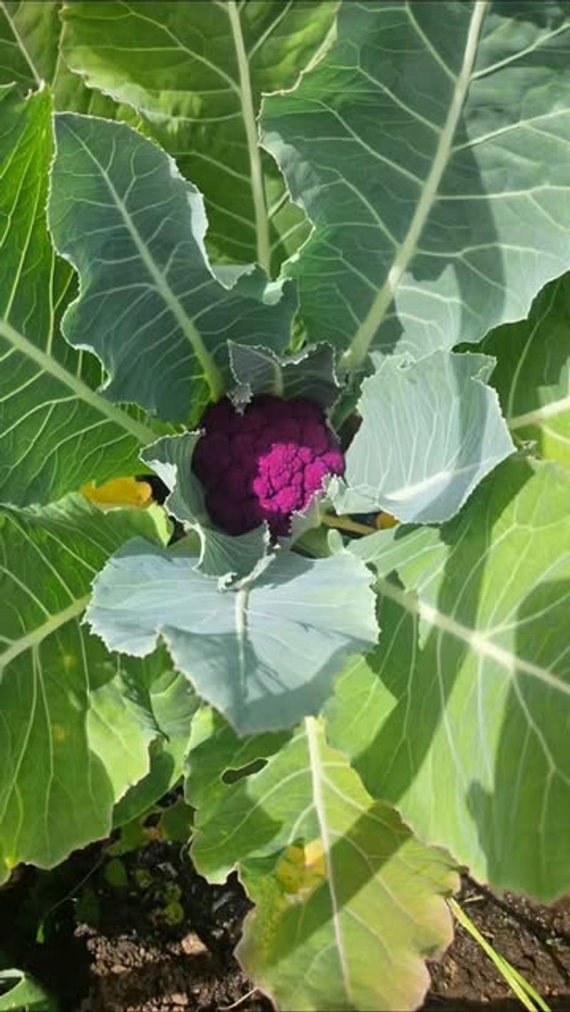 Fall Weather Is Better For Cauliflower Heads Fall Weather Is Better For Cauliflower Heads
