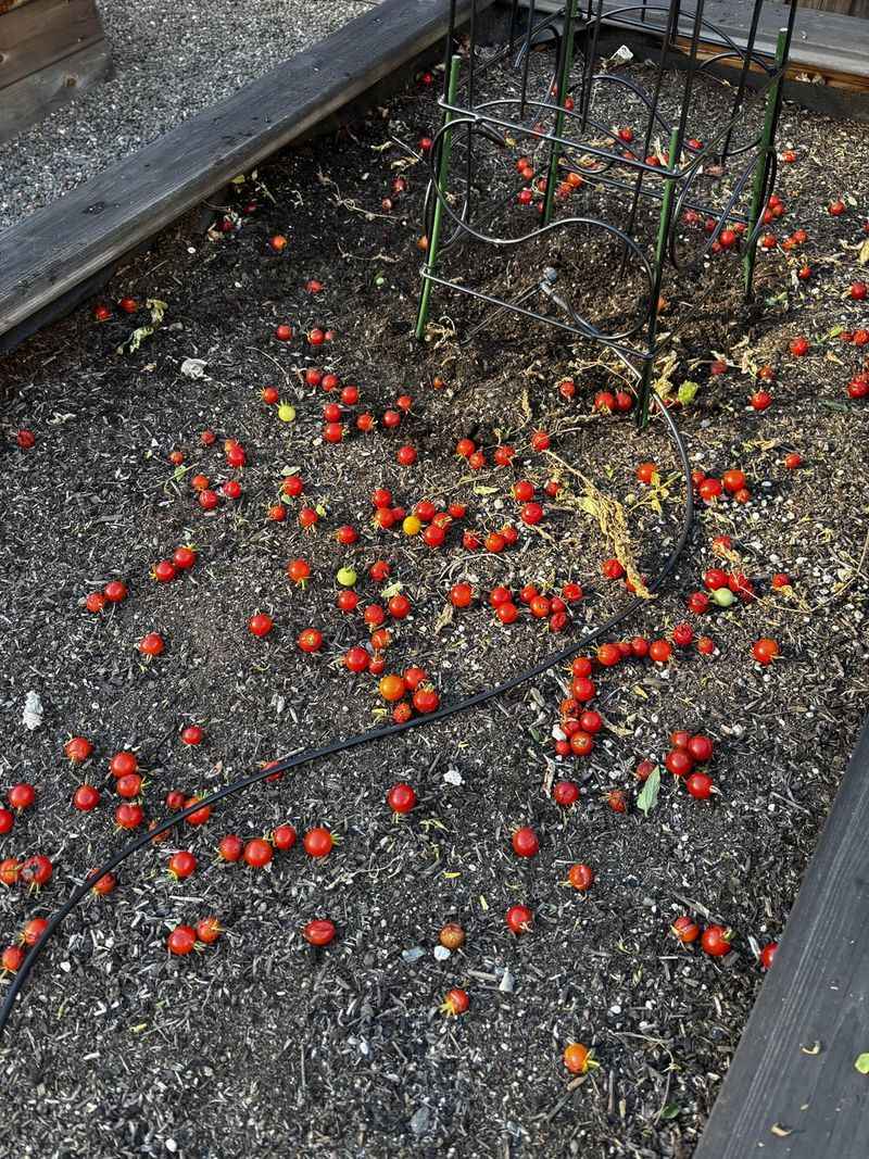 Fallen And Spoiled Tomatoes Should Be Collected Fallen And Spoiled Tomatoes Should Be Collected