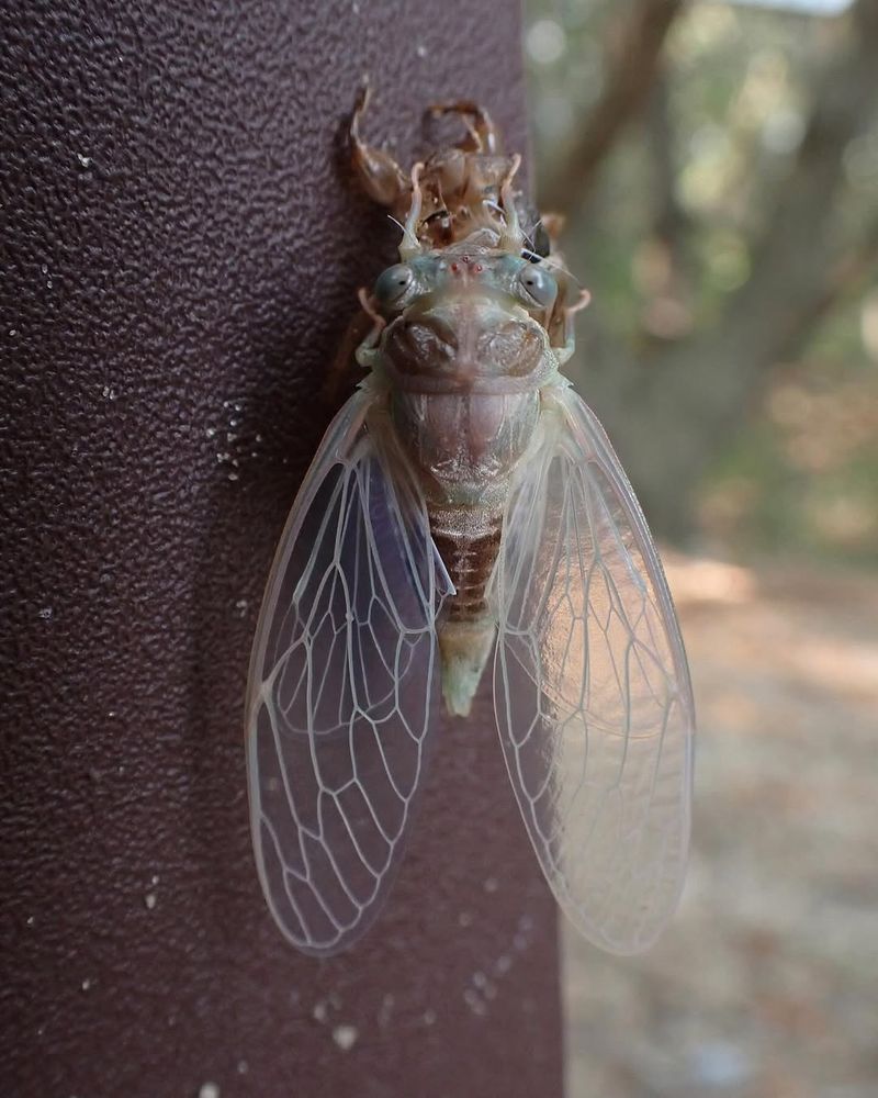Fallen Cicadas Feed The Soil Fallen Cicadas Feed The Soil