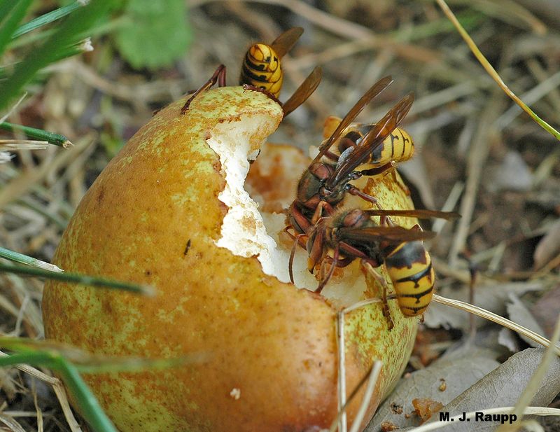 Fallen Fruit Can Feed Late-Summer Wasps