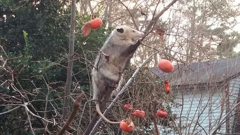 Fallen Fruit Is A More Defensible Benefit Fallen Fruit Is A More Defensible Benefit