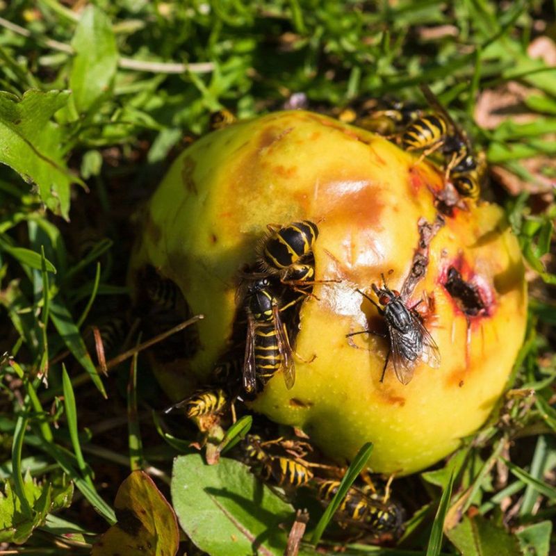 Fallen Fruit Is Feeding Them From Below