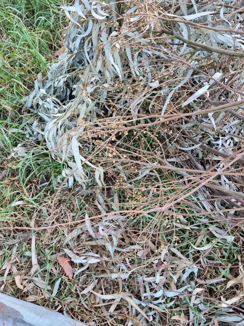 Fallen Leaves Build Up Faster Than You Think