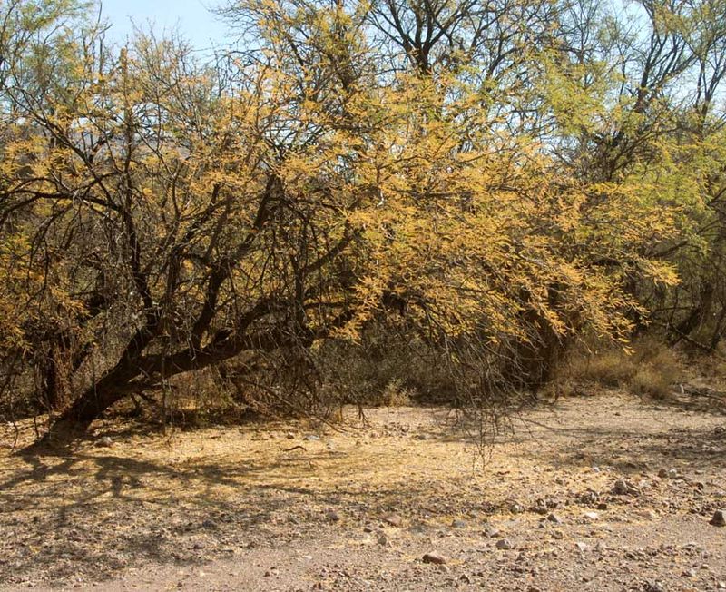 Fallen Leaves Enrich Desert Soil Naturally