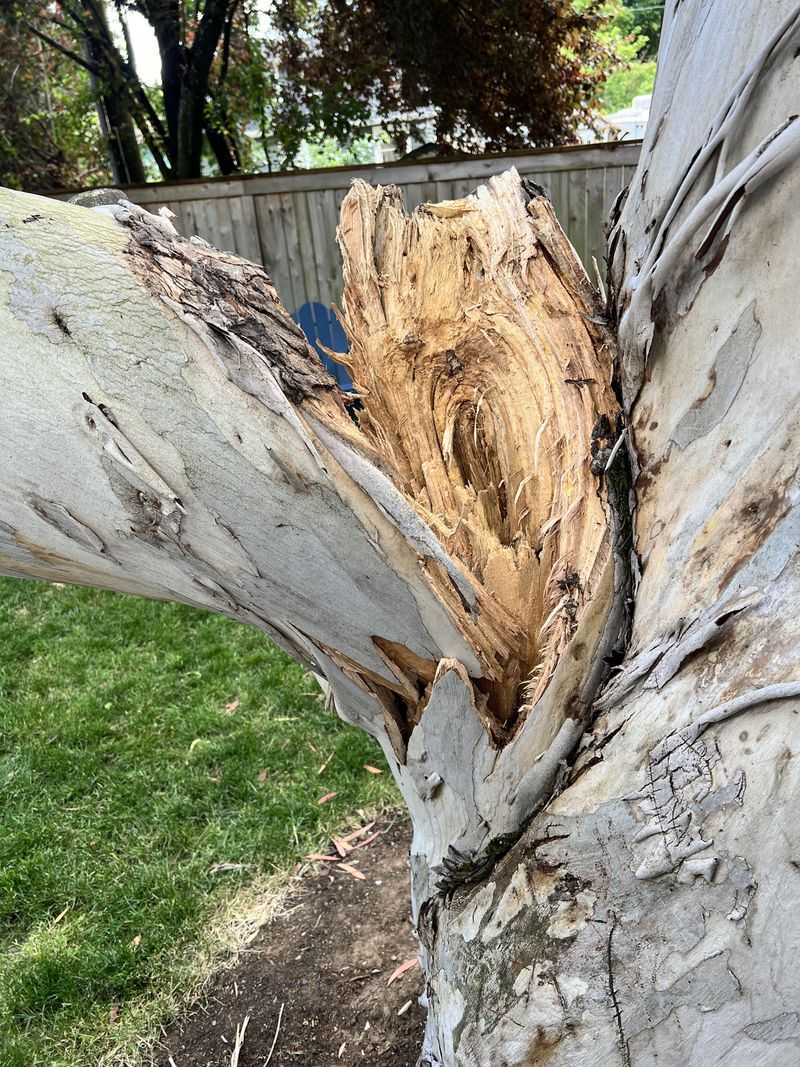 Falling Limbs Can Become A Real Hazard Falling Limbs Can Become A Real Hazard