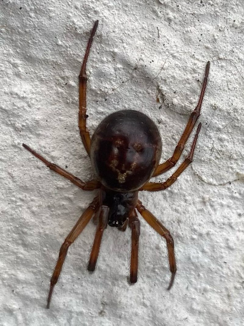 False Black Widows Look More Brown Than Black