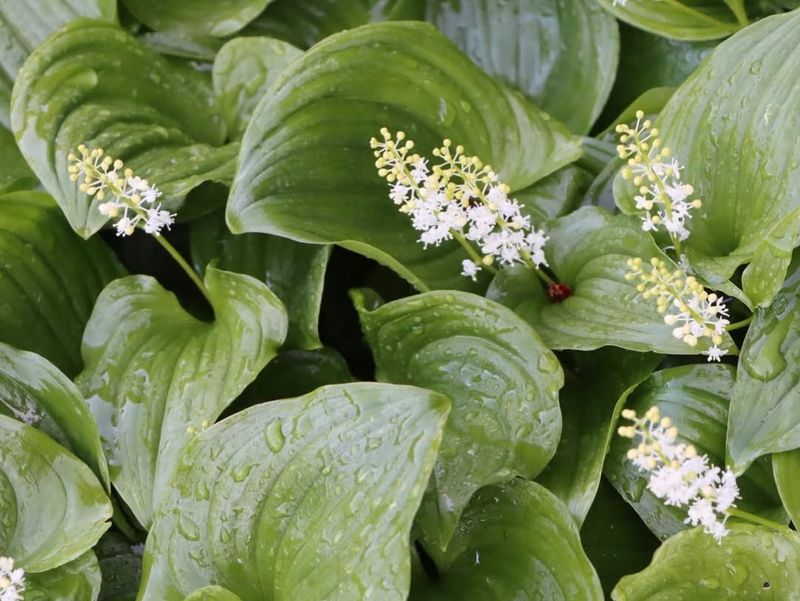 False Lily-Of-The-Valley Covers Damp Shade