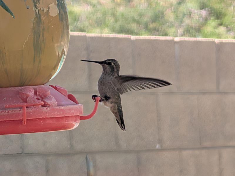 Familiar Feeding Spots Build Daily Habits Familiar Feeding Spots Build Daily Habits