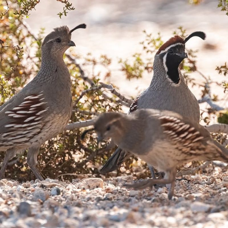 Familiar Habitat Encourages Regular Visits Familiar Habitat Encourages Regular Visits
