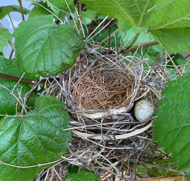 Familiar Nest Spots Bring Them Back Familiar Nest Spots Bring Them Back