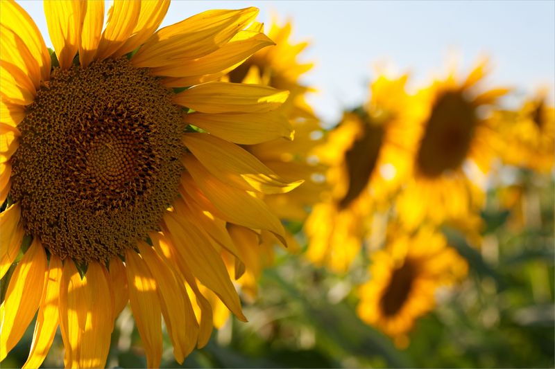 Family-Friendly Fun And Activities Beyond The Sunflowers