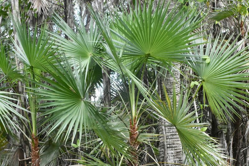 Fan-Shaped Fronds Change The Texture