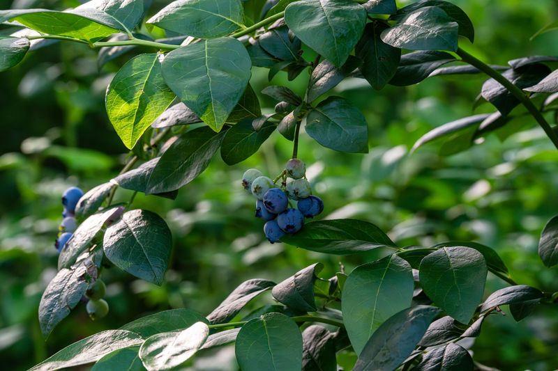 Farmers Confirm Early Trend Regionwide